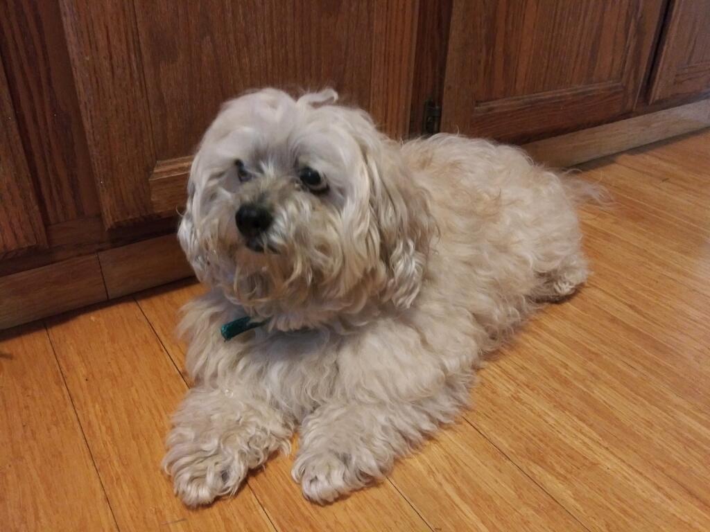 Bear