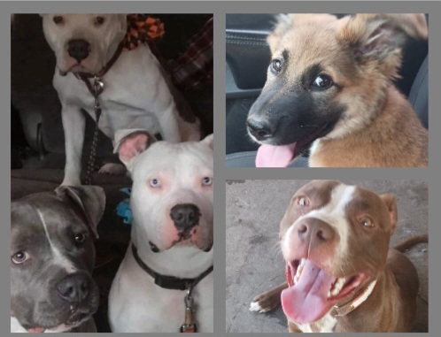 Lovely,Loyal,Royal,Gotti,Nala